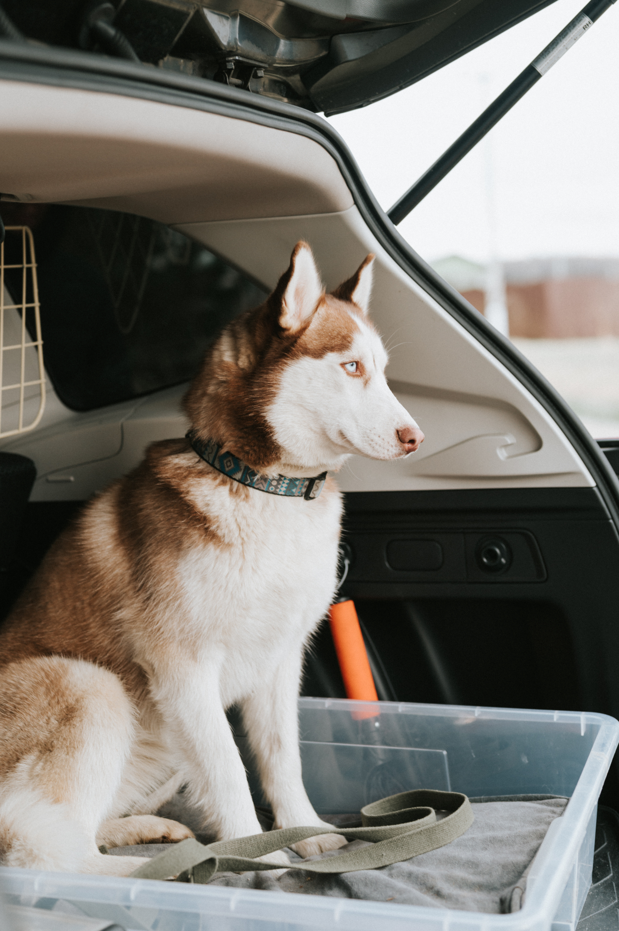 Husky kutya autó csomagtartójában szállításra készen