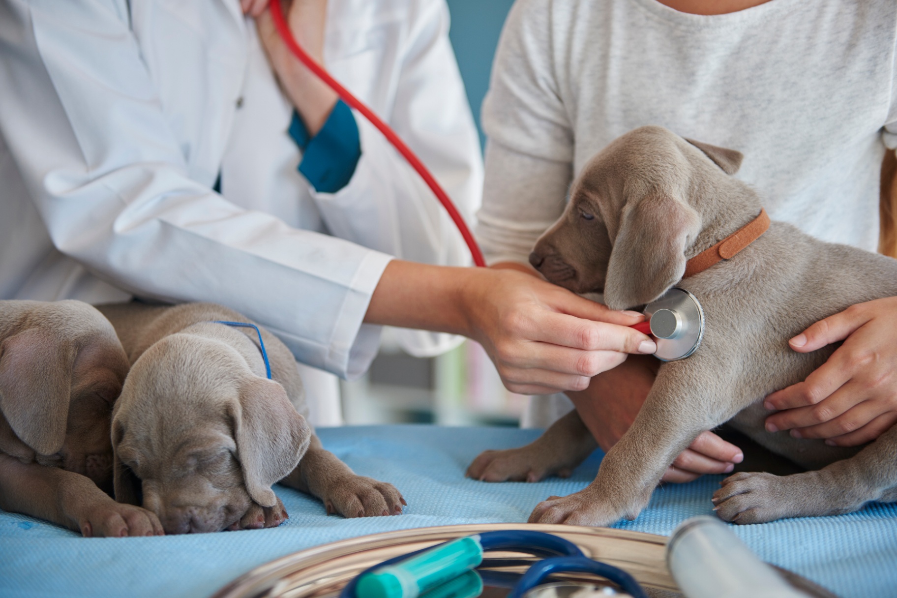 Állatorvos sztetoszkóppal vizsgál weimaraner kölyköket