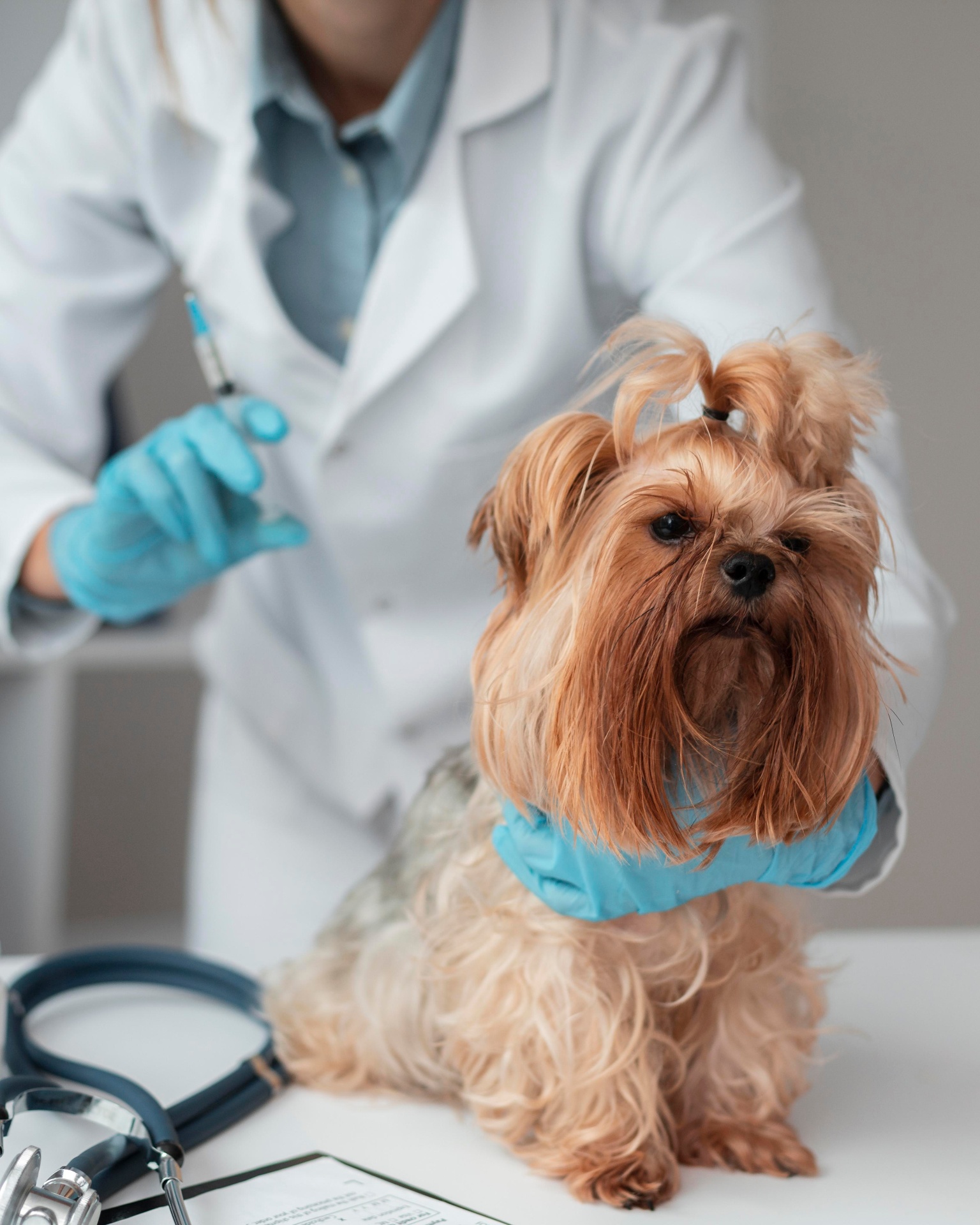 Yorkshire terrier állatorvosi vizsgálaton